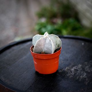 Astrophytum myriostigma 11 cm