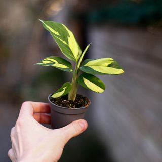 Ctenanthe 'Golden Mosaic'