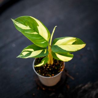 Ctenanthe 'Golden Mosaic'