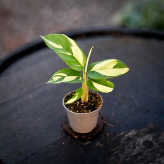 Ctenanthe 'Golden Mosaic'