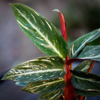 Stromanthe 'Magic Star'