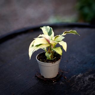 Calathea 'Yellow Fusion'