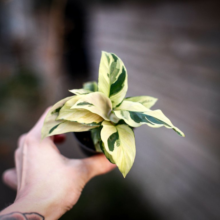 Calathea 'Yellow Fusion' 6 cm