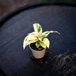 Calathea 'Yellow Fusion'