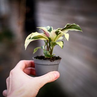 Calathea 'Yellow Fusion'