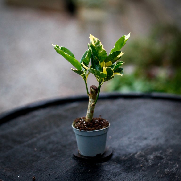 Codiaeum 'Tamara' 6 cm
