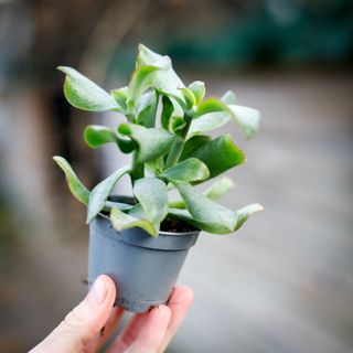 Crassula 'Curly'