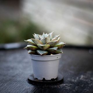Echeveria purpusorum