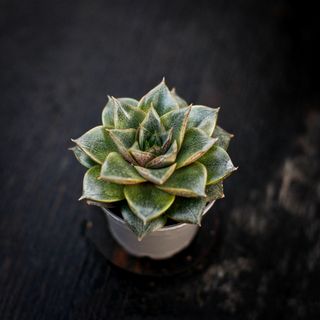 Echeveria purpusorum
