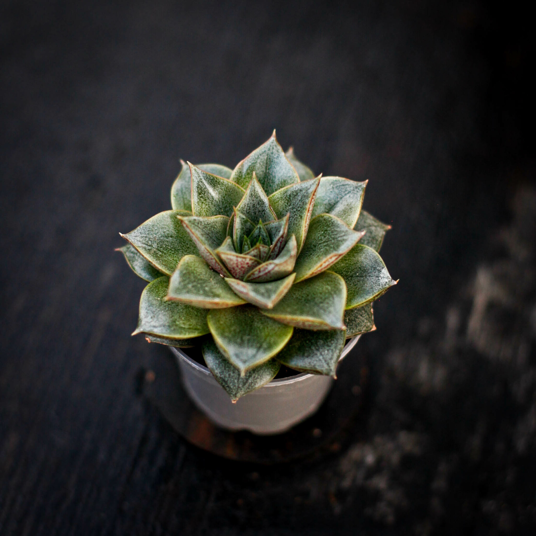 Echeveria purpusorum rosettsuckulent
