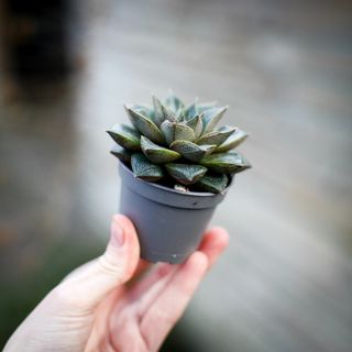 Echeveria purpusorum