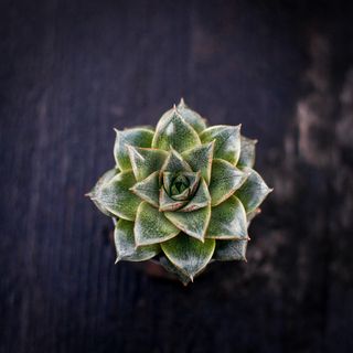 Echeveria purpusorum