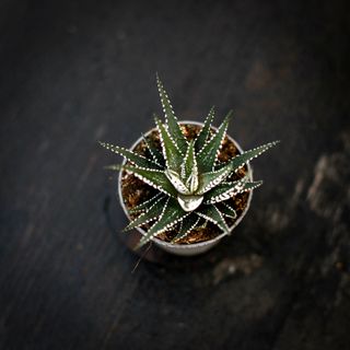 Haworthia MYSTERYBOX - 2 olika sorter