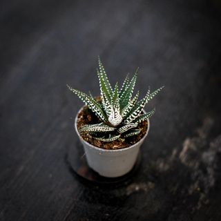 Haworthia MYSTERYBOX - 2 olika sorter