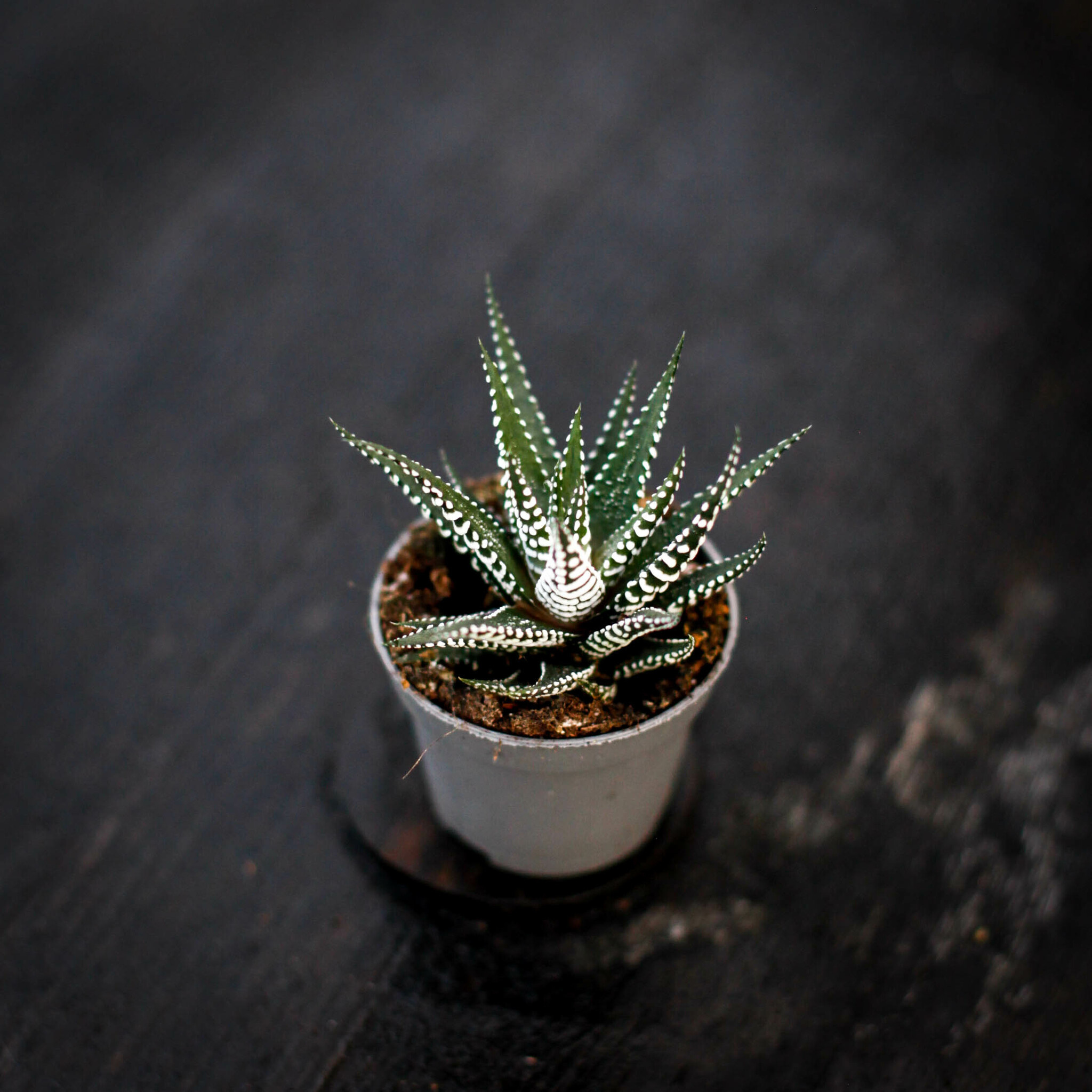Haworthia med vita zebraränder i kompakt rosett