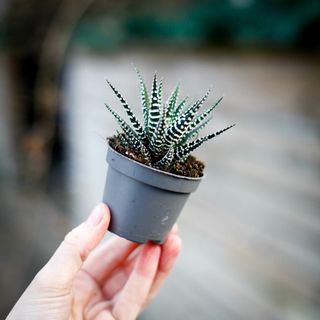 Haworthia MYSTERYBOX - 2 olika sorter