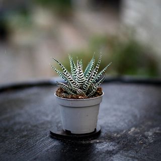 Haworthia MYSTERYBOX - 2 olika sorter