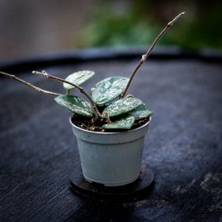 Hoya 'Mathilde Splash'