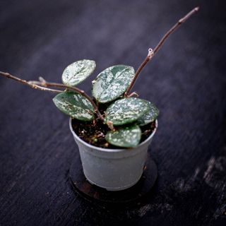 Hoya 'Mathilde Splash'