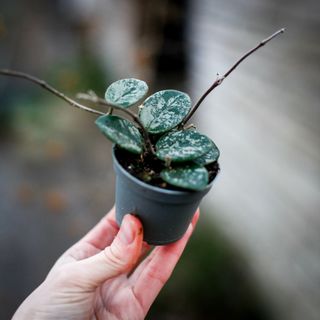 Hoya 'Mathilde Splash'