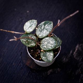 Hoya 'Mathilde Splash'