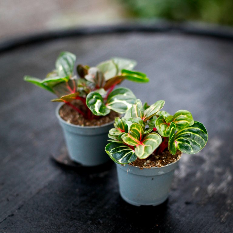 Iresine herbstii 'Aureoreticulata' 6 cm