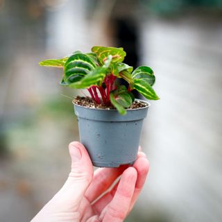 Iresine herbstii 'Aureoreticulata'