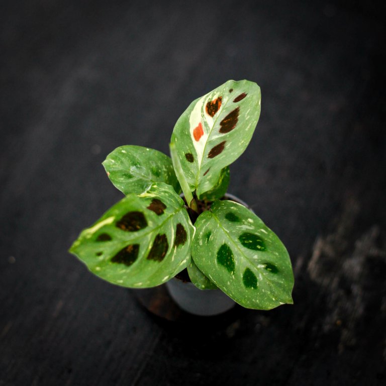 Maranta leuconeura 'Variegata' 6 cm