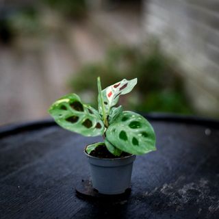 Maranta leuconeura 'Variegata'