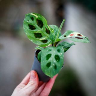 Maranta leuconeura 'Variegata'