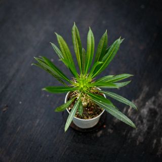 Pachypodium lamerei - Ökenstjärna