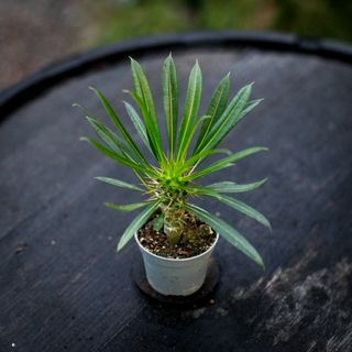 Pachypodium lamerei - Ökenstjärna