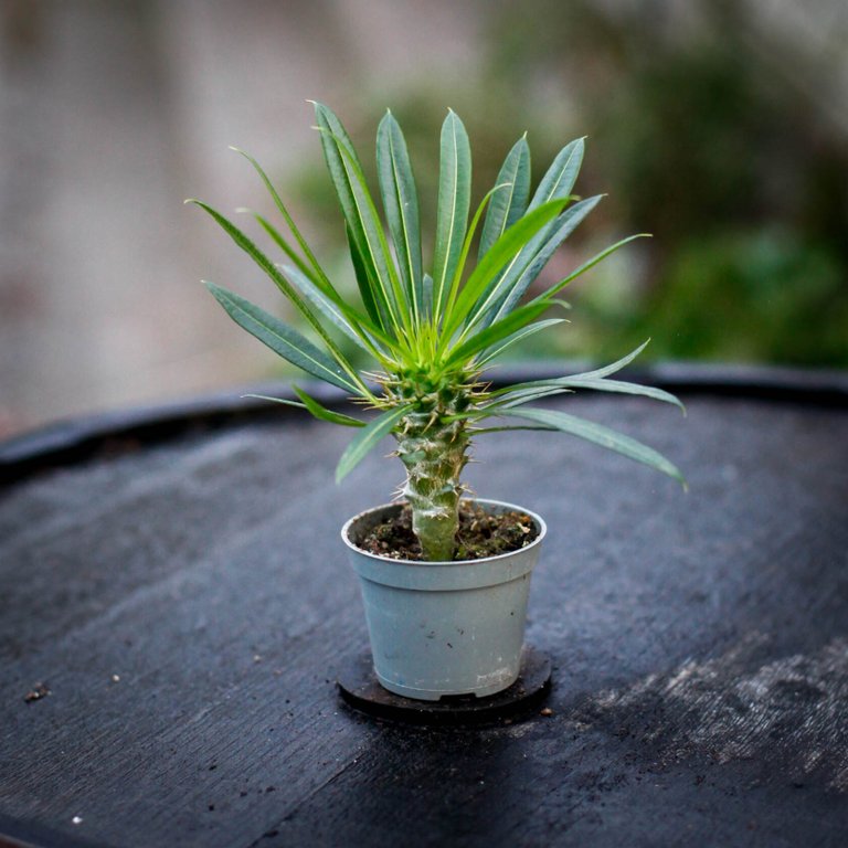 Pachypodium lamerei - Ökenstjärna 6 cm