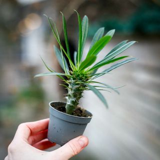 Pachypodium lamerei - Ökenstjärna
