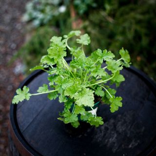 Pelargonium 'Attar of Roses' 12 cm