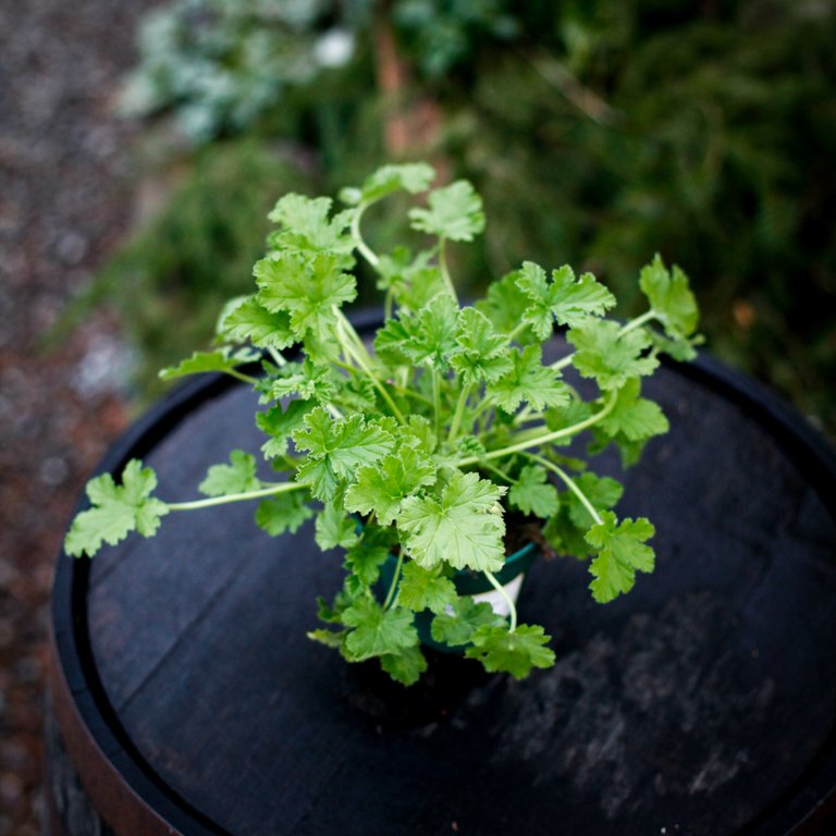 Pelargonium 'Attar of Roses' 12 cm