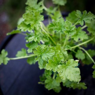 Pelargonium 'Attar of Roses' 12 cm