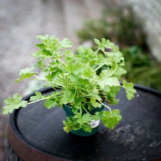 Pelargonium 'Attar of Roses' 12 cm