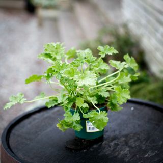 Pelargonium 'Attar of Roses' 12 cm