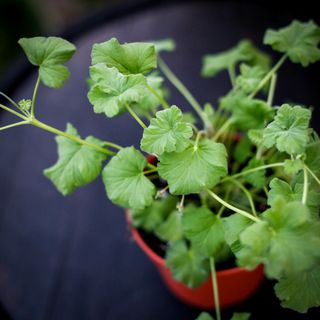 Pelargonium 'Fragrans' 12 cm