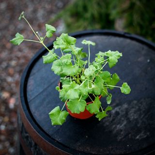 Pelargonium 'Fragrans' 12 cm