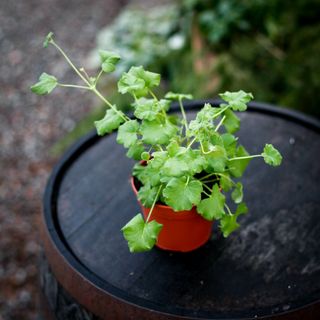 Pelargonium 'Fragrans' 12 cm