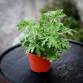 Pelargonium 'Dr. Westerlund' 12 cm