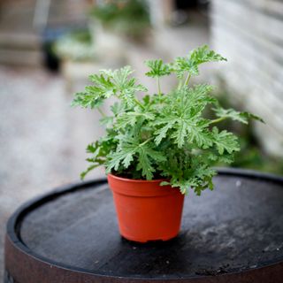 Pelargonium 'Dr. Westerlund' 12 cm
