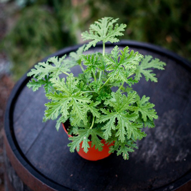 Pelargonium greaveolens 'Dr. Westerlund' 12 cm