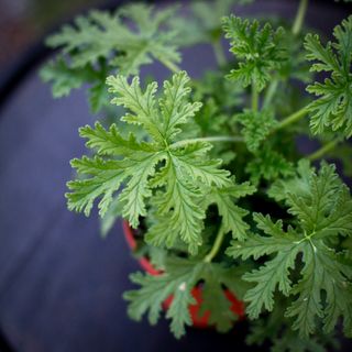 Pelargonium 'Dr. Westerlund' 12 cm