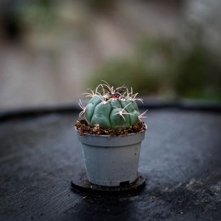Gymnocalycium horstii