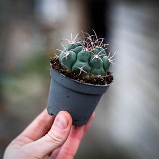 Gymnocalycium horstii