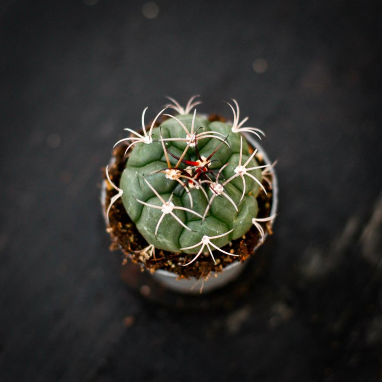 Gymnocalycium horstii 6 cm