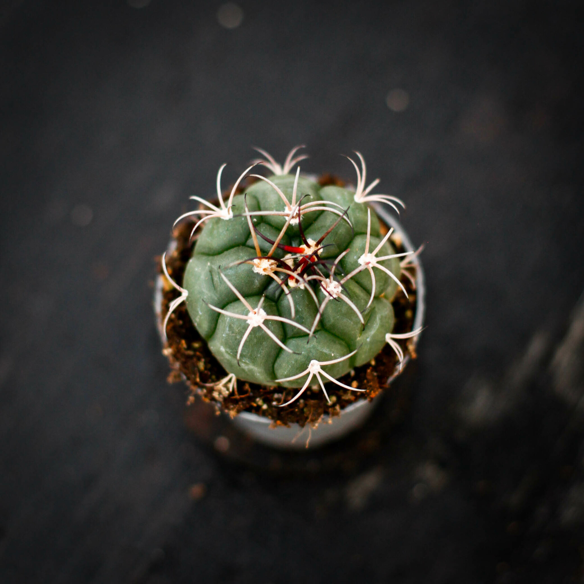 Gymnocalycium horstii klotkaktus med tydliga ribbor